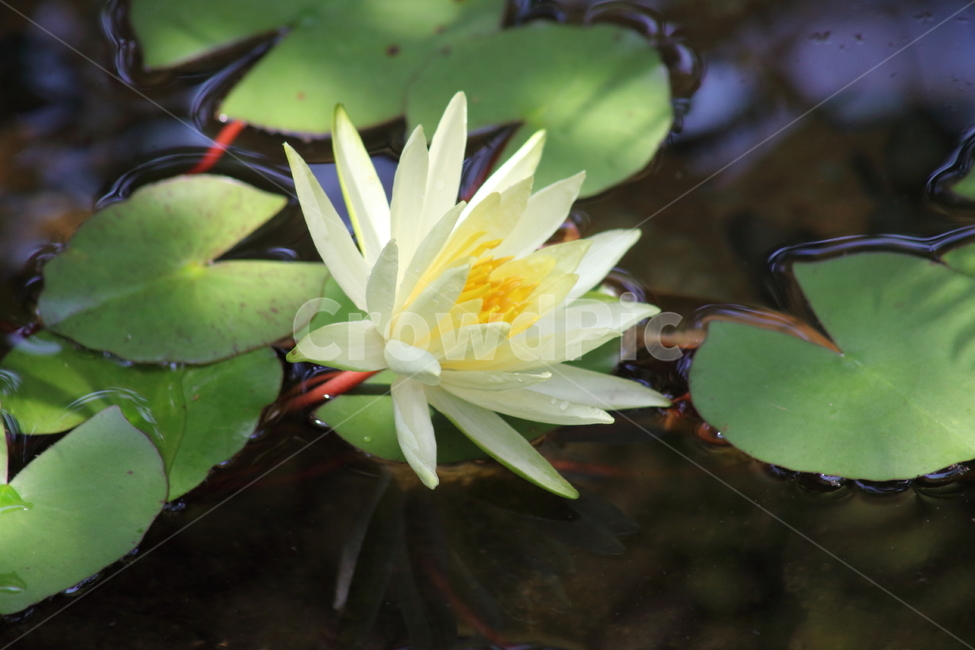 수련,꽃,수련꽃,연,waterlily