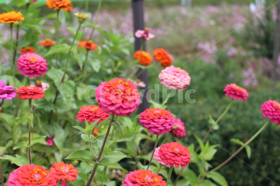 꽃,백일홍,백일홍꽃,백일초,식물,식물,자연,plants,nature,꽃,flower