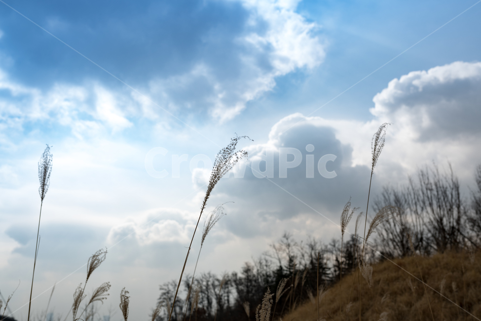 서울,하늘,구름,자연,풍경,자연,풍경,nature,landscape,grass,잔디,plant,식물,lawn