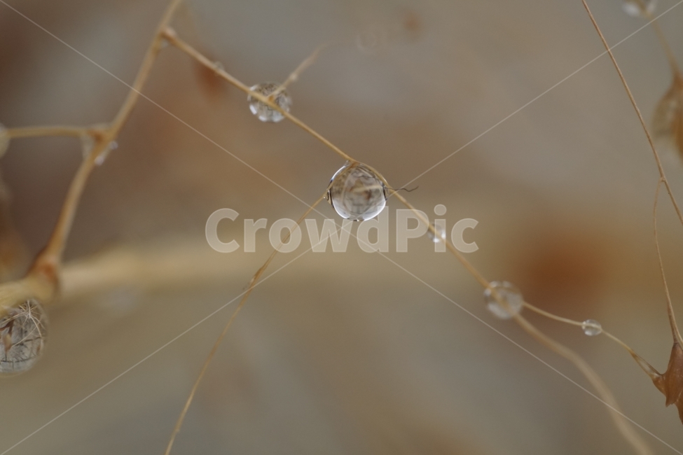 겨울,winter,season,계절,2월,February,물방울,이슬,waterdrop,dropofwater,식물,plants,자연,nature,접사,마크로,클로즈업,macro,closeup,landscape,풍경,snap,스냅,풀,잡초,추운,추위,춥다,눈이녹은,눈이녹다,얼음이녹음,얼음이녹은,얼음이녹다,눈녹음,cold,한국자연,투명,투명한,투명하다,맑은,맑다,구슬,유리,식물,자연,plants,nature