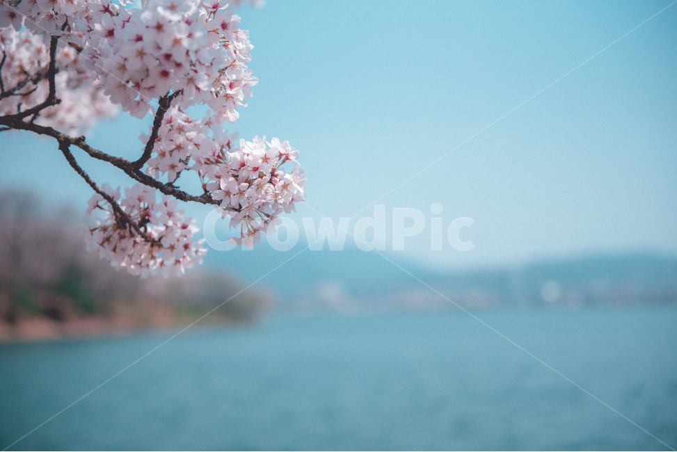 fancy,Cherry Blossom,Spring background,in full bloom,spring flowers,spring,background image,spring image,petal,plants,background photo,season,spring background,pretty,spring photo,nature,full bloom,flower,wildflowers,background,plant