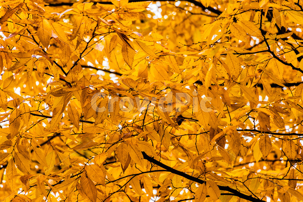 단풍,단풍나무,가을단풍,단풍잎,maple,foliage,가을,계절,fall,autumn,season,leaf,잎,plant,식물,tree,나무