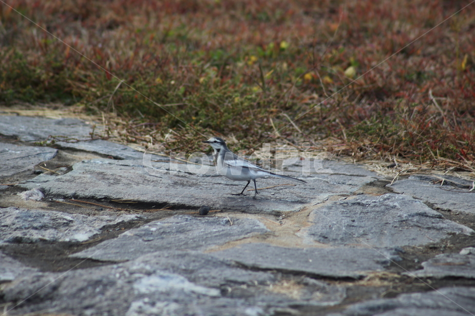 할미새,새,조류,동물,wagtail,동물,animal,조류,새,birds
