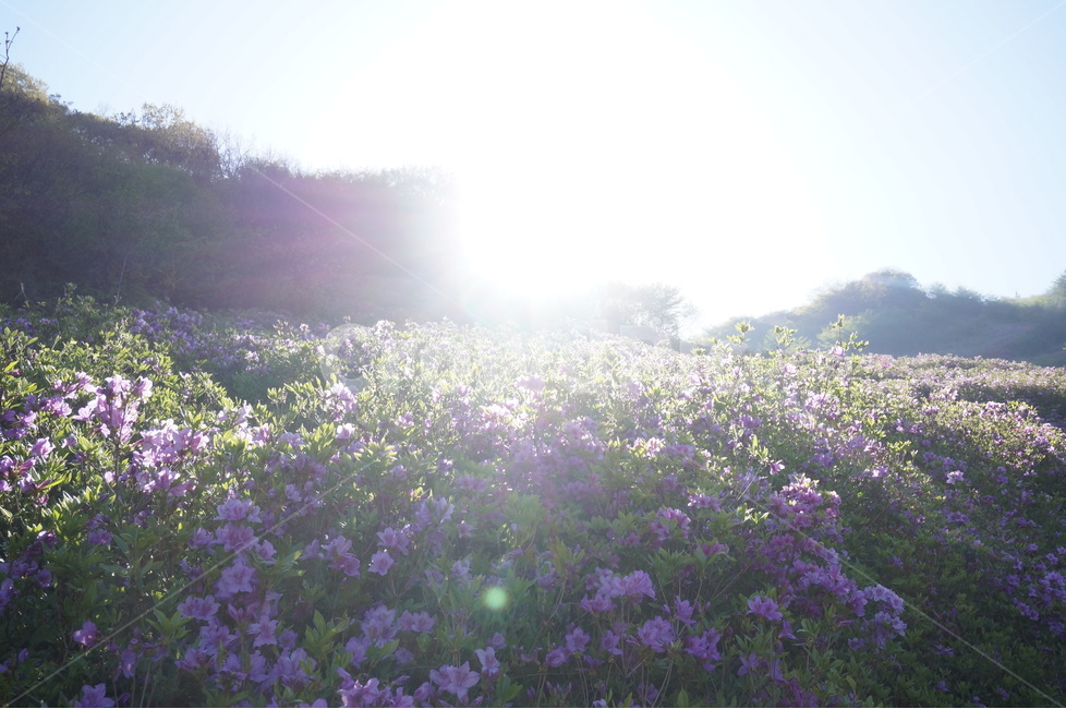산,철쭉,분홍,파랑하늘,나무,아침,햇살,봄,봄,계절,spring,season,자연,풍경,nature,landscape,식물,plants,꽃,flower,light,빛,flare,플레어