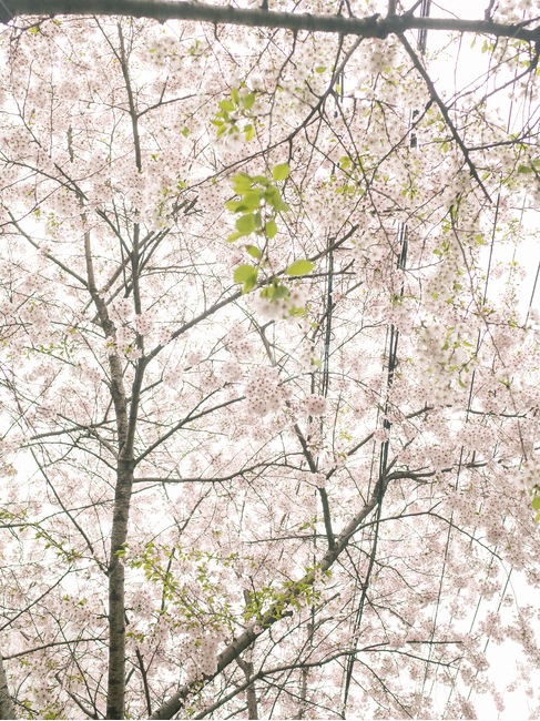 벚꽃,벚꽃나무,감성사진,흐린날,뚝방,중랑천,나무,자연,봄,계절,spring,season,식물,자연,plants,nature,꽃,flower,plant,blossom