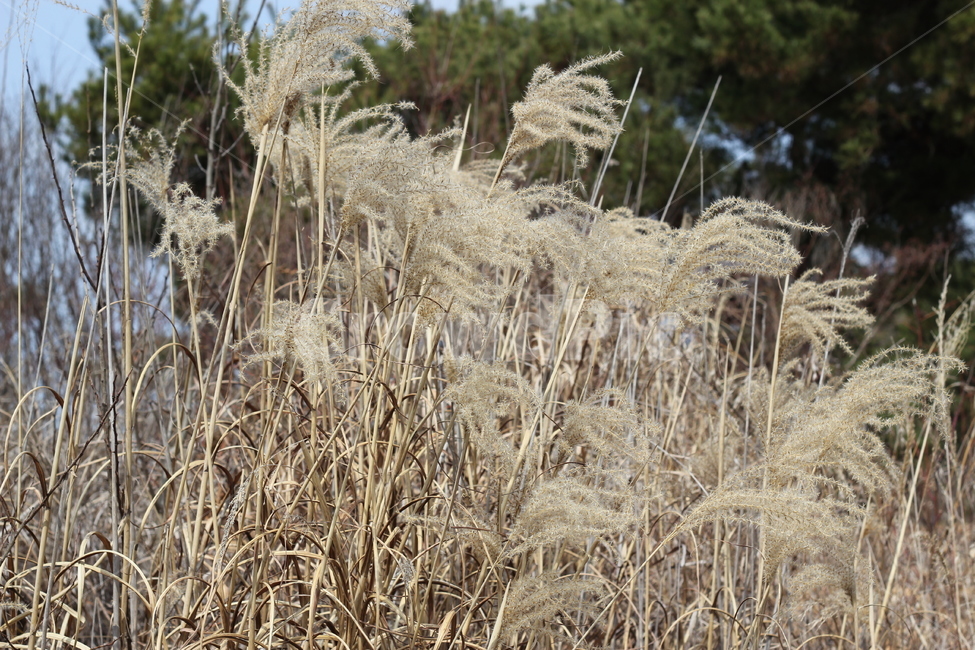갈대,억새,갈대밭,식물,plant