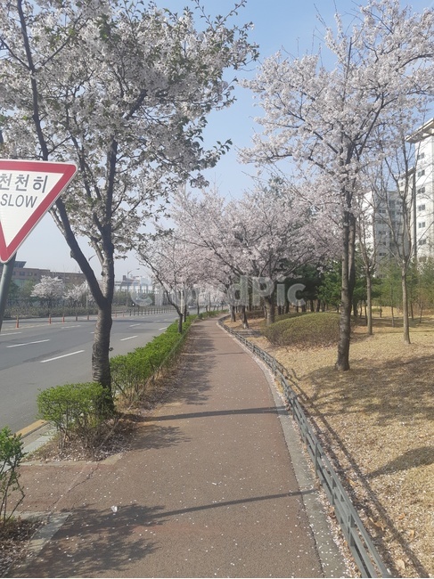 벚꽃,봄,길,도보,인도,산책