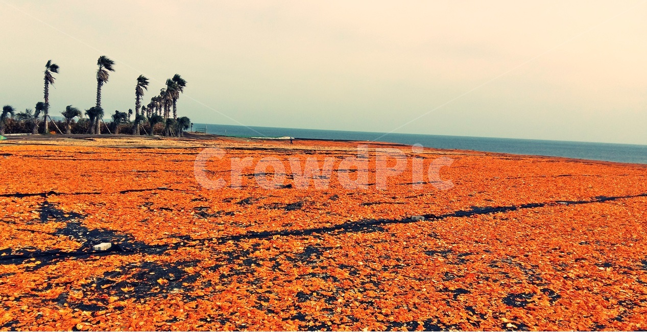 제주도,감귤,올레길,오름,감성,낭만,오렌지,주황색,바다,수평선,자연,풍경,nature,landscape,한국자연풍경,한국자연경관,korea nature landscape,제주도,jeju,jeju island,ground,바닥