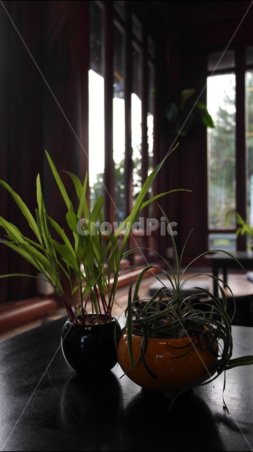 화분,식물,절,소형식물,plants,temple