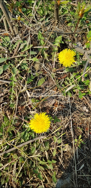 민들레,꽃,flower,dandelion,plant,봄,민들레꽃