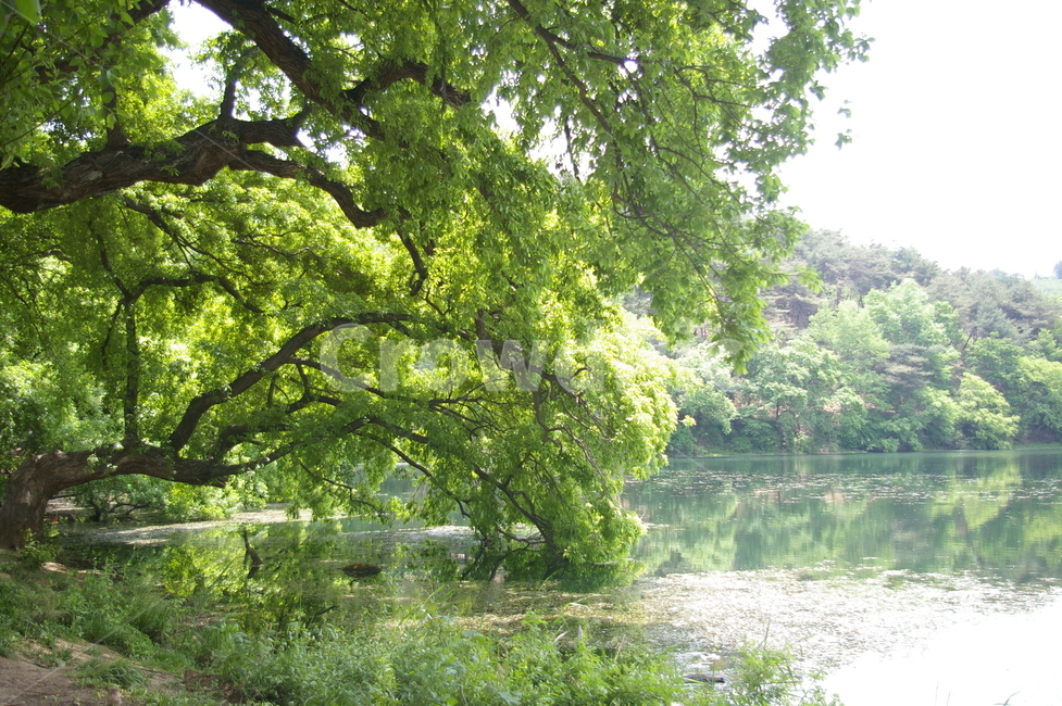 호수,경산,반곡지,나무,자연,koreanaturelandscape,힐링,healing,한국관광명소,자연,풍경,nature,landscape