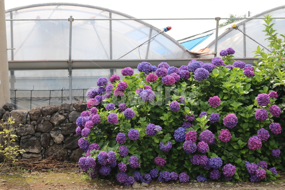 수국,제주도,돌담길,돌담,골목,길,식물,자연,plants,nature,꽃,flower