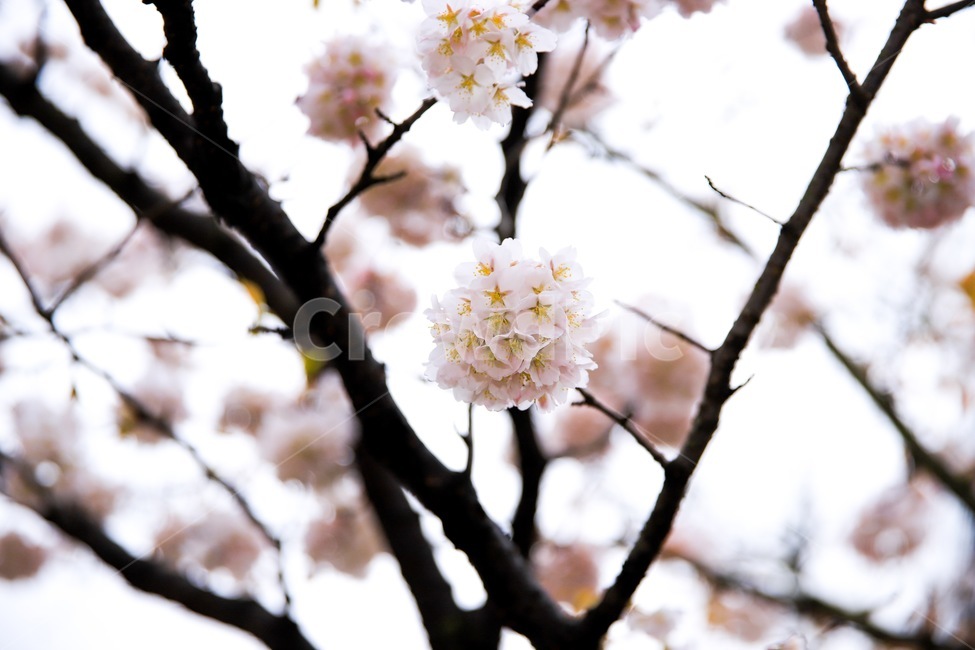 벚꽃,벚나무,꽃,봄,봄꽃,봄,계절,spring,season,식물,자연,plants,nature,꽃,flower,plant,blossom