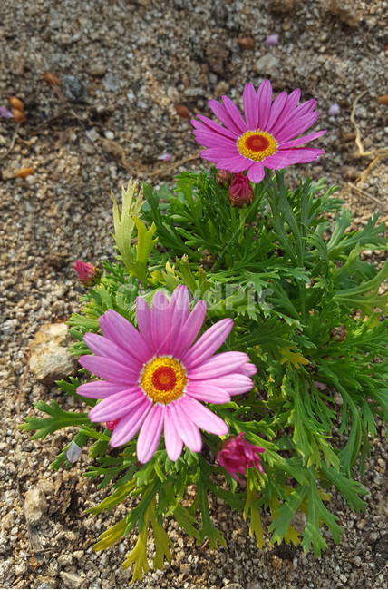 꽃,식물,근접,봄,flower