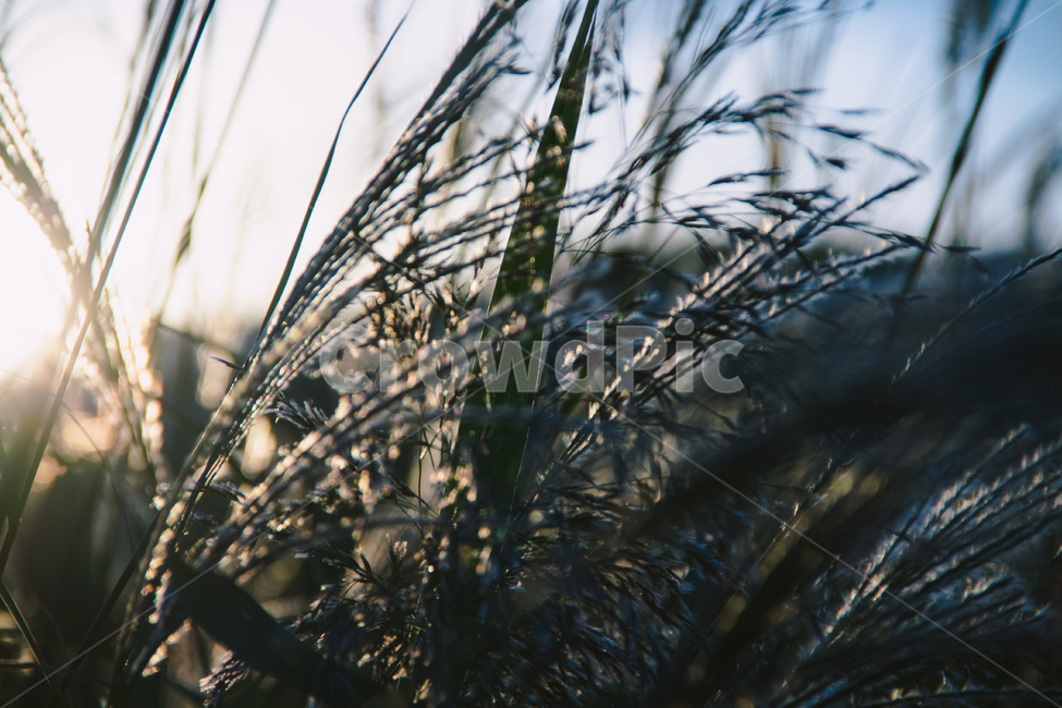 갈대,억새,햇살,가을,감성,느낌,해질녘,가을,계절,fall,autumn,season,식물,자연,plants,nature,감성,sensible,feeling,grass,잔디,plant,lawn