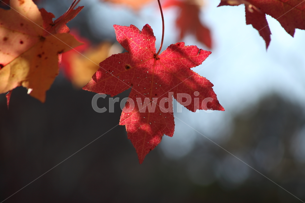단풍,미국풍나무,가을,liquidambarstyraciflua,sweetgum,가을,계절,fall,autumn,season,식물,자연,plants,nature,plant,leaf,잎,tree,나무