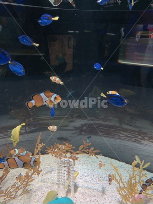 흰동가리,바닷물고기,니모,블루탱,농어목,도리,물,water,아쿠아리움,수족관,aquarium