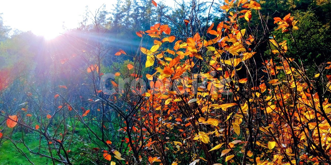 가을,가을단풍,가을빛,가을느낌,가을이미지,가을,계절,fall,autumn,season,plant,식물,leaf,잎,flare,플레어,light,빛,tree,나무