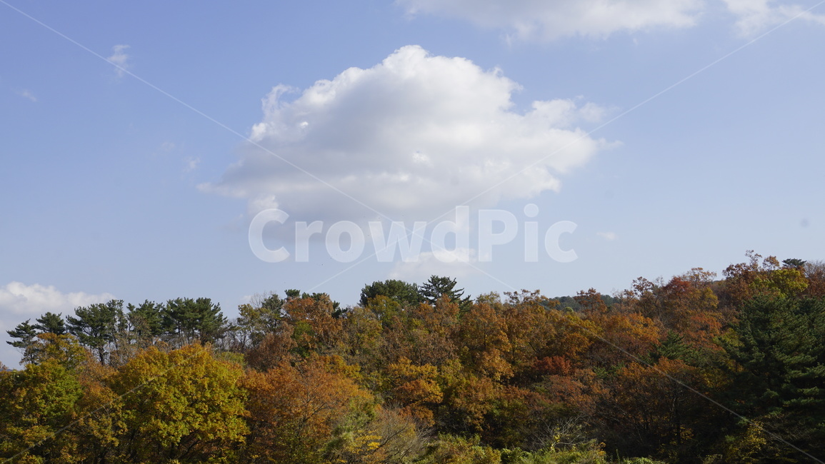하늘,구름,제주도,낙엽,단풍,오름,맑은,천고마비,가을,가을,계절,fall,autumn,season,자연,풍경,nature,landscape,weather,날씨,cumulus,적운,outdoors,옥외,cloud,sky