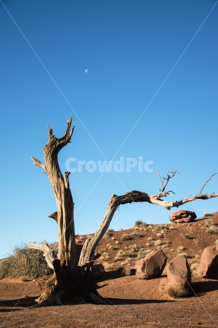 나무,자연,풍경,하늘,달,아침,낮,땅,사막,미국,돌,가뭄,여름,tree,nature,natural,sky,dry,land,red,rock,stone,morning,landscape,naturephotography,usa,utah,arizona,자연,풍경,nature,landscape,해외,외국,세계,foreign,oversea,world,세계자연풍경,해외자연풍경,외국자연풍경,world nature landscape,식물,plants,나무,trees,wood