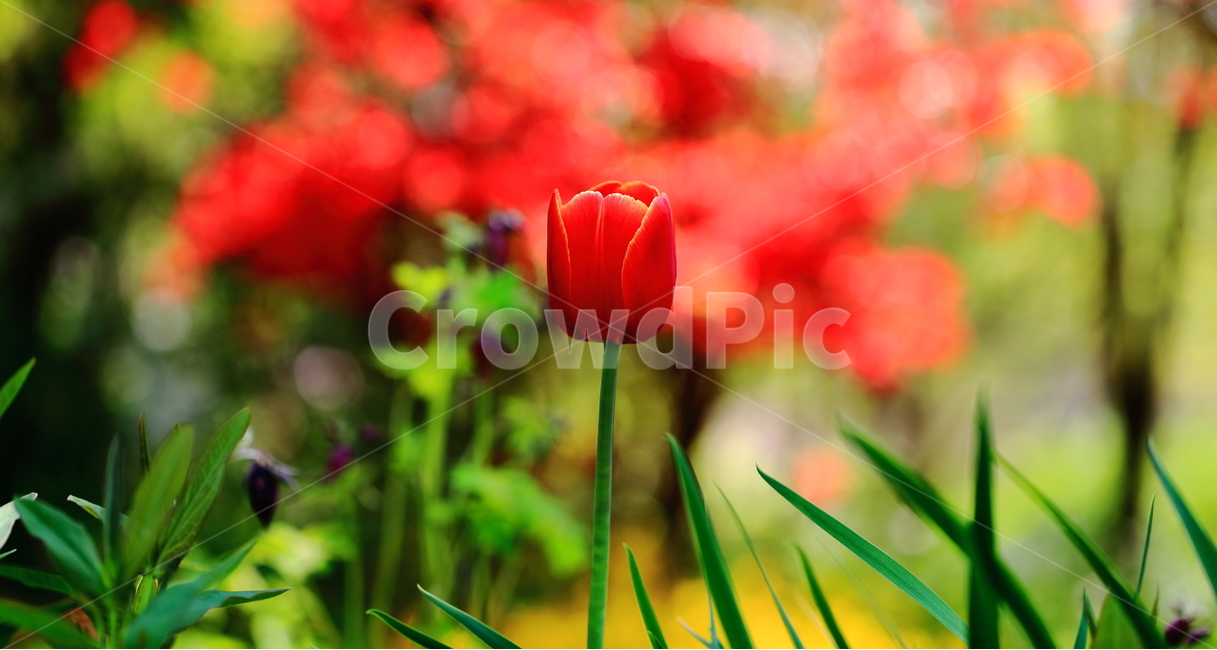 식물원,한택식물원,봄,꽃,튜립,식물,자연,plants,nature,꽃,flower