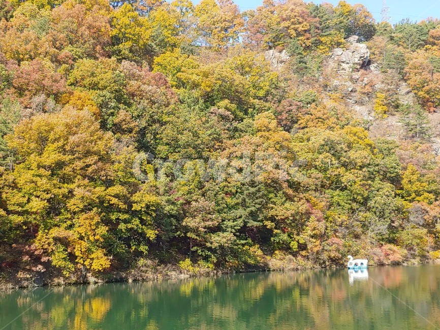 식물,나무,호수,오리배,풍경