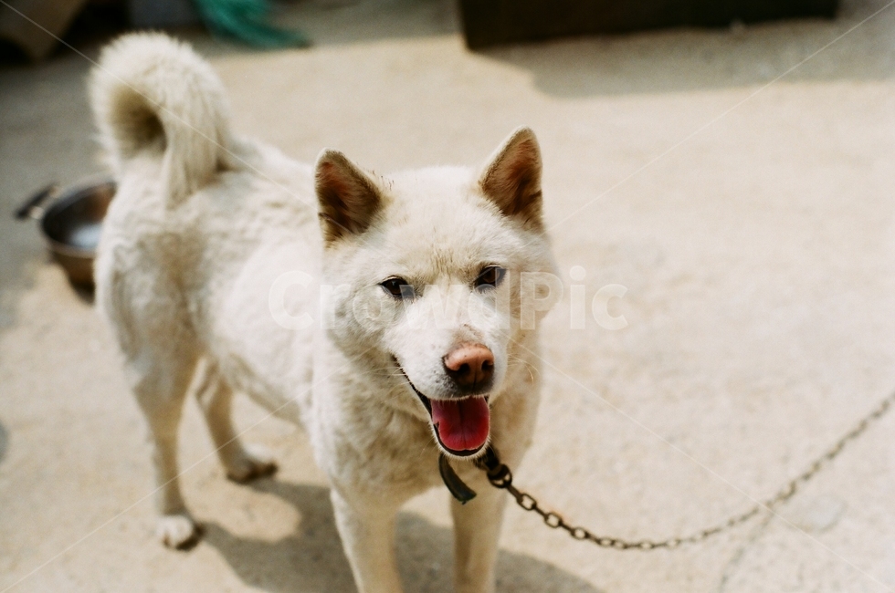 개,강아지,필름카메라,동물,필름,dog,pet,동물,animal,포유류,mammal,개,강아지,dog,doggy