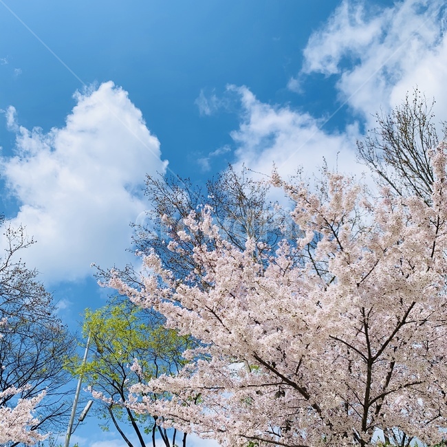 plant,식물,벚꽃,cherryblossom,봄,spring,구름,봄하늘,봄꽃,flower