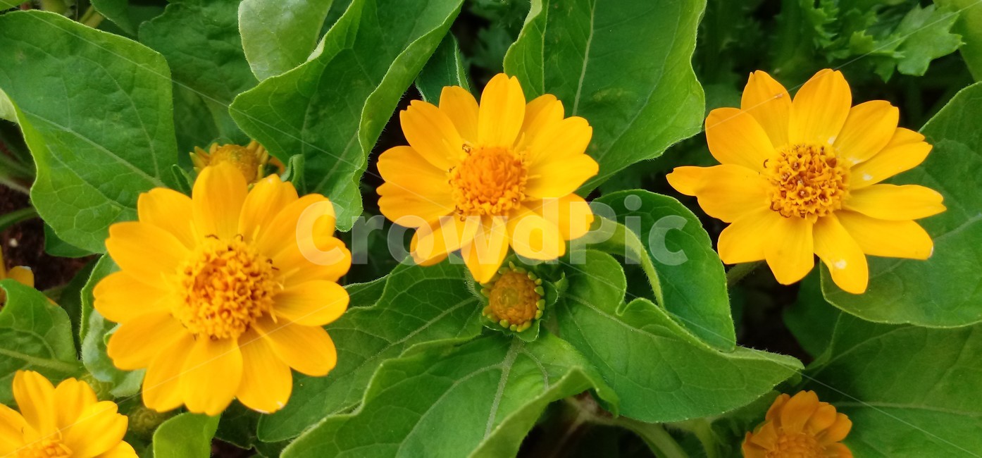 멜람포디움,melampodium,식물,노란별꽃,노란색꽃,국화과