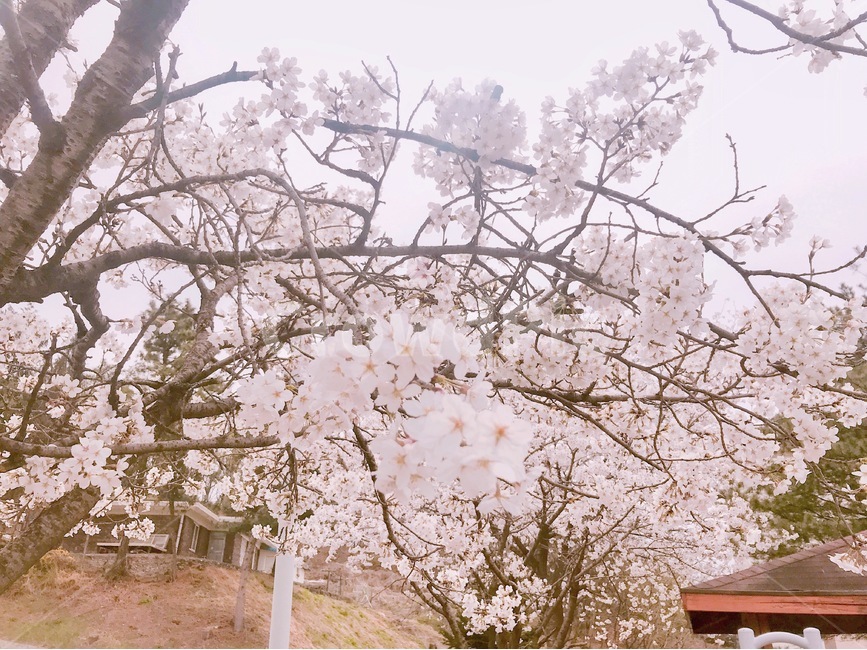 봄,봄꽃,벚꽃,벚나무,감성사진,봄,계절,spring,season,꽃,flower,감성,sensible,feeling,plant,식물
