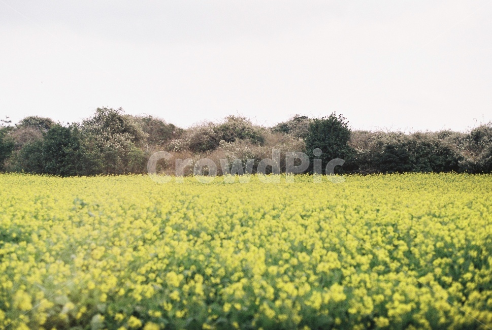 유채꽃,꽃,필름,감성,봄,자연,풍경,nature,landscape,field,들,grassland,목초지,outdoors,옥외,meadow,farm,농장,rural,농촌