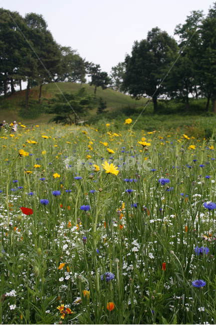 식물,flower,plants,nature,꽃,꽃봉오리,꽃밭,자연,풍경,nature,landscape,식물,plants,꽃,flower,grassland,목초지,outdoors,옥외,field,들,farm,농장,rural,농촌,meadow
