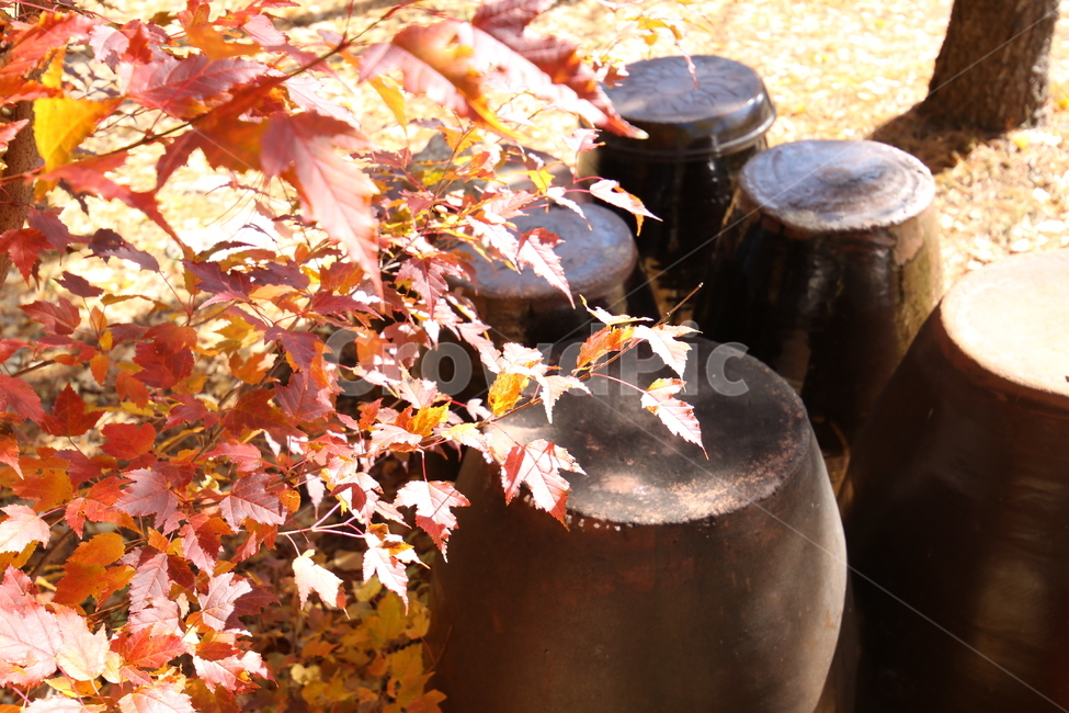 단풍잎,빨간색,장독대,항아리,가을단풍,가을,계절,fall,autumn,season,한국전통,한국문화,korean traditional,korean culture,leaf,잎,plant,식물,tree,나무