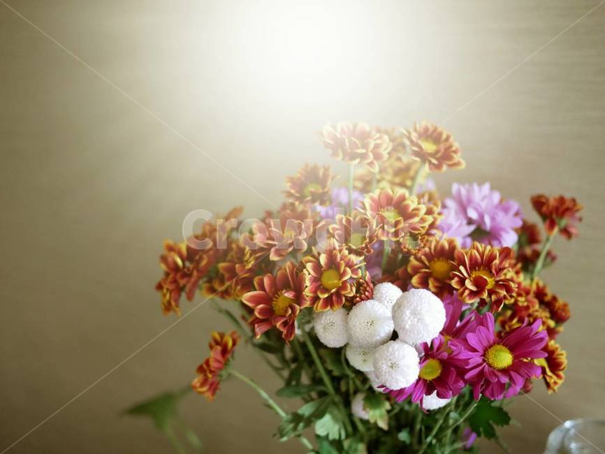 국화,국화꽃,꽃다발,국화꽃다발,chrysanthemumflower,plant,꽃