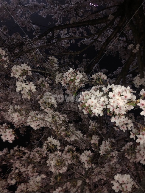 벚꽃,밤,꽃,나무,하늘