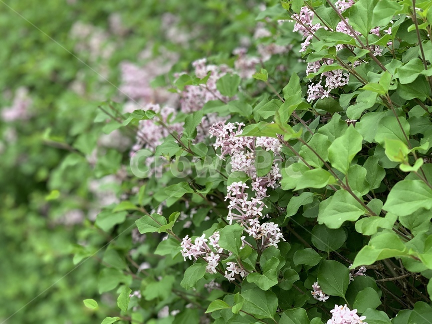 라일락,꽃,봄꽃,보라,식물,라일락꽃,연보라,flower,lilac