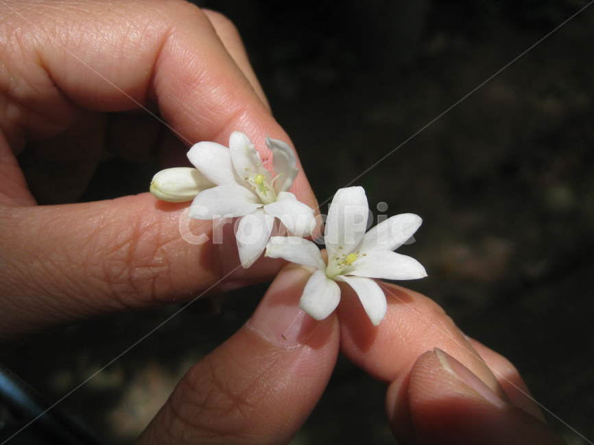 finger,손가락,person,사람,human,인간,동남아,plant,식물,flower,자스민,자스민꽃,꽃,jasmine