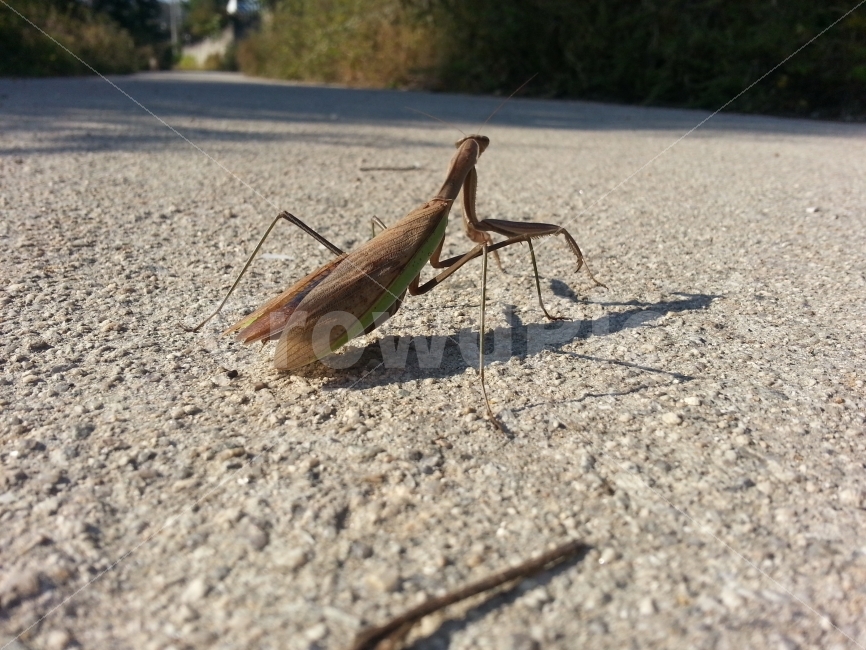 사마귀,곤충,벌레,insect,동물,animal,자연,nature,동작,포즈,자세,그림자,멋진,멋있는,멋있다,당랑권,포식자,사냥꾼,사냥,hunter,헌터,스냅,스냅사진,스넵사진,스넵,snap,동물,animal,곤충,벌레,insect,bug