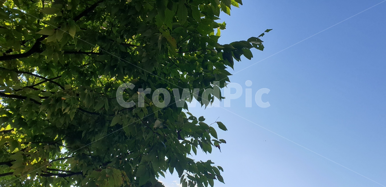 leaf,잎,plant,식물,green,초록,나무,나무잎,하늘,blue,푸른하늘,자연,자연,풍경,nature,landscape