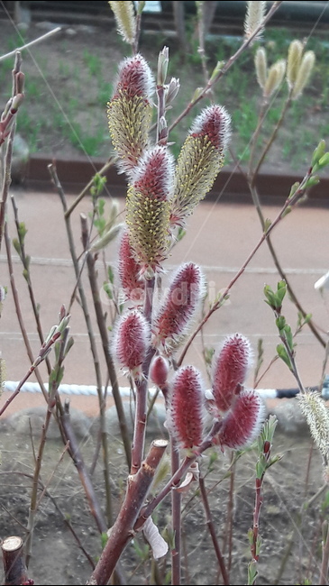 봄,꽃,수수함,아름다움,붉은,식물,자연,plants,nature,꽃,flower