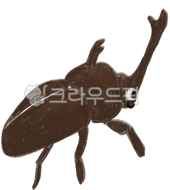 beetle,bug,insect,black,animal,scarab,brown,small animals,maroon color