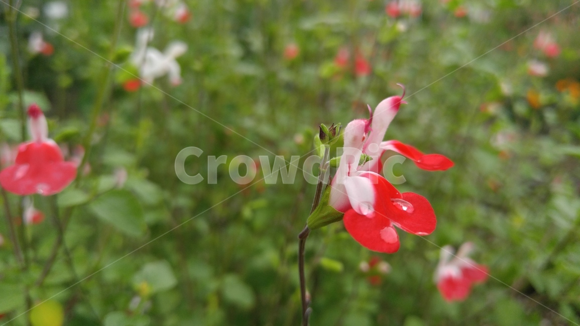 꽃,붉은꽃,식물,녹색,붉은색,배경,감성,계절,flower,redflower,plants,green,red,background,emotional,season