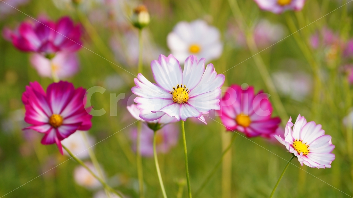 코스모스,가을,꽃,꽃사진,식물,가을,계절,fall,autumn,season,식물,자연,plants,nature,꽃,flower,plant