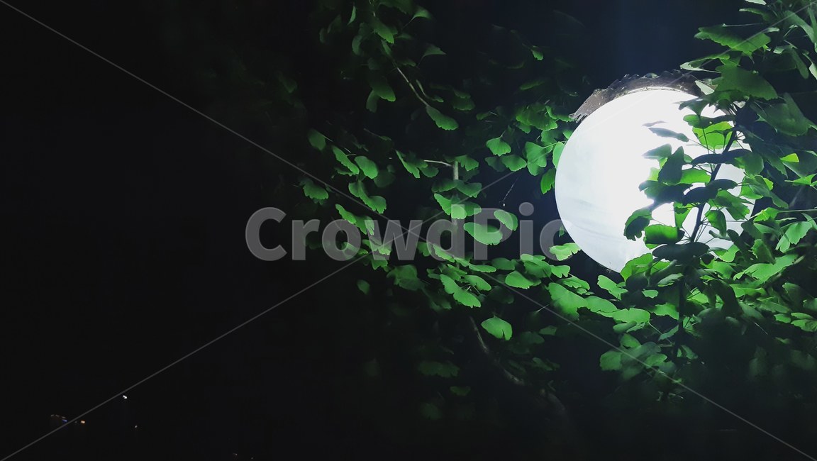 전등,나무,밤,독특함,저녁