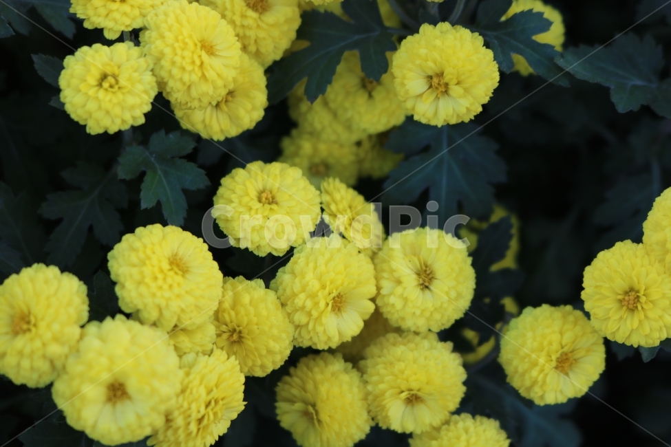 꽃,자연,노랑,가을,Flower,식물,자연,plants,nature,꽃,flower