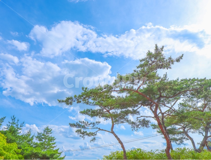 하늘,나무,파란하늘,비온뒤,맑음,연녹,sky,blue,bluesky,afterraining