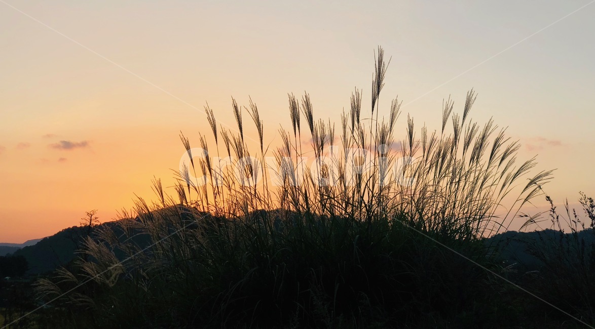억새,노을,그림자,하늘,산,자연