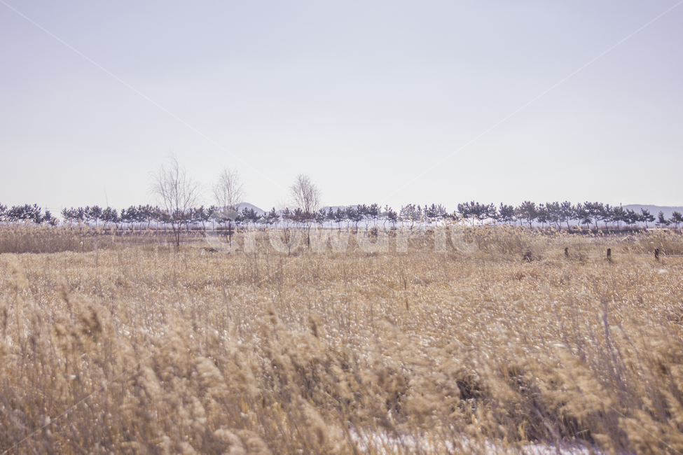 겨울,가을,풍경,고요,적막,풍경사진,감성사진,감성,갈대,갈대밭,겨울,계절,winter,season,자연,풍경,nature,landscape,grass,잔디,plant,식물