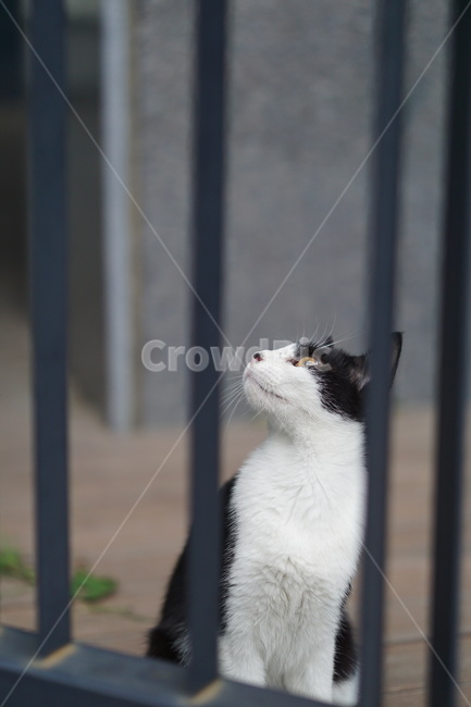 고양이,얼룩이,동물,포유류,펫,애완동물,눈동자,산책,길거리,동물,animal,포유류,mammal,고양이,cat,kitten,kitty