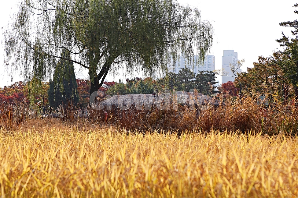 부천호수공원,호수,갈대,억새,식물,자연,풍경,풀,잡초,공원,가을,계절,fall,autumn,season,자연,풍경,nature,landscape,plant,tree,나무,food,음식,vegetable,야채,grain,곡물